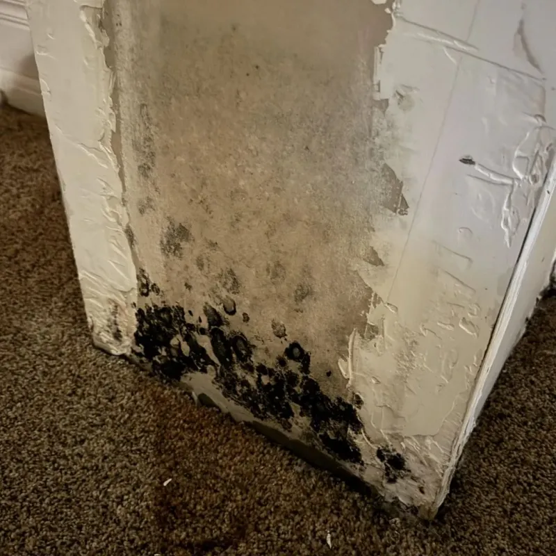 Professional Mold Removal in Miles City, MT